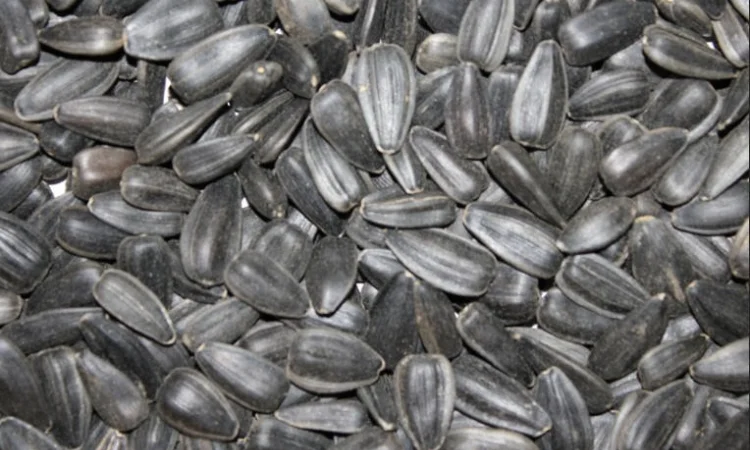 Семена подсолнечника сорта Донской 60 - фото № 1