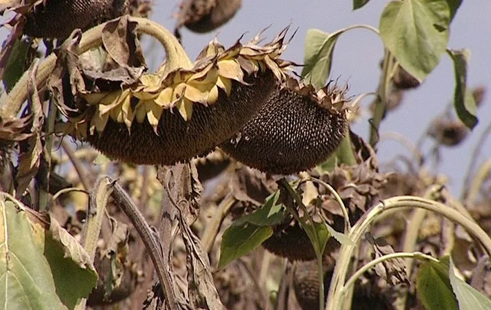 Семена соняшника гібрида F1 Рембо - фото № 1