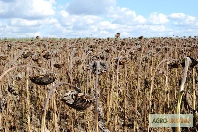 Семена гибрида F1 подсолнечника "Гусляр" в продаже - фото № 1