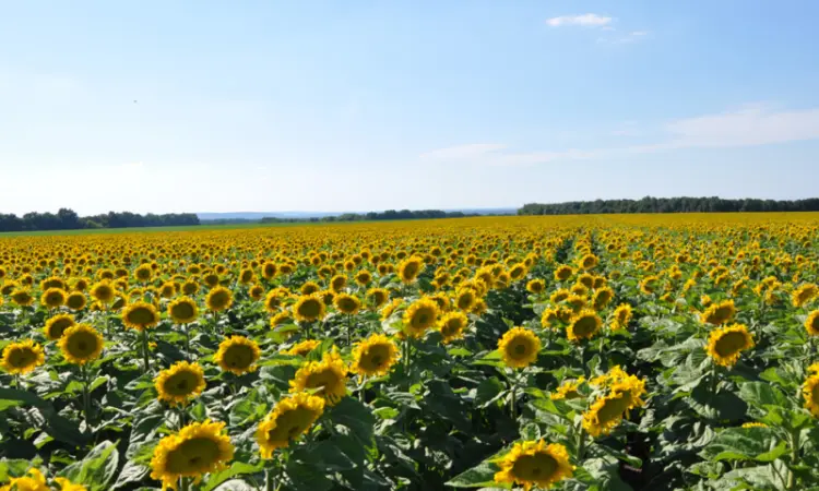 Семена соняшника "Ліміт" на продаж - фото № 1