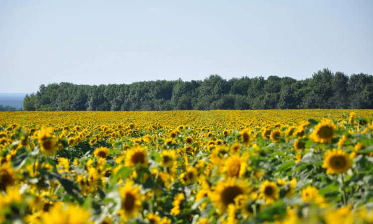 Семена соняшника "Ліміт" на продаж - фото № 2
