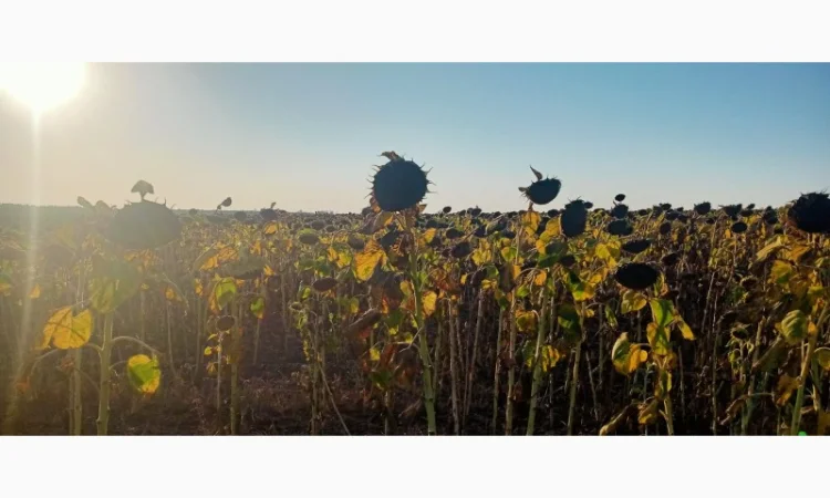 Семена соняшника "Ліміт" на продаж - фото № 3