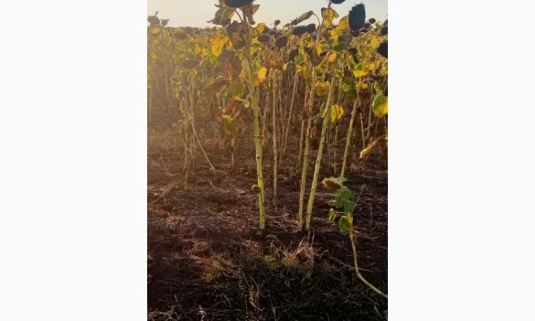 Семена соняшника "Ліміт" на продаж - фото № 4