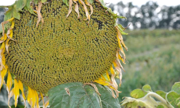 Семена подсолнечника 'Аракар' – высокие урожаи и устойчивость к вредителям - фото № 1