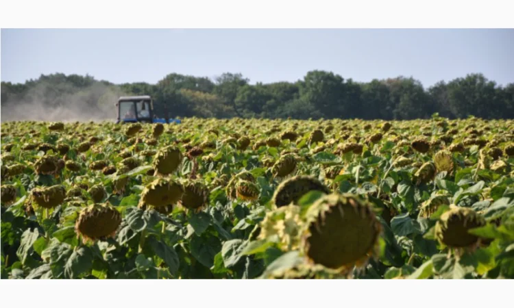 Семена подсолнечника 'Аракар' – высокие урожаи и устойчивость к вредителям - фото № 3