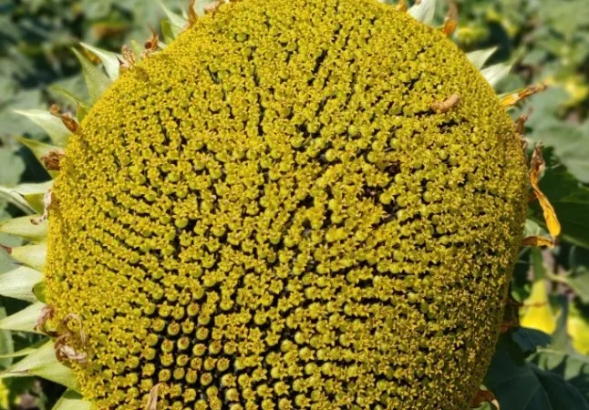 Насіння соняшника сорту Міраж - фото № 1