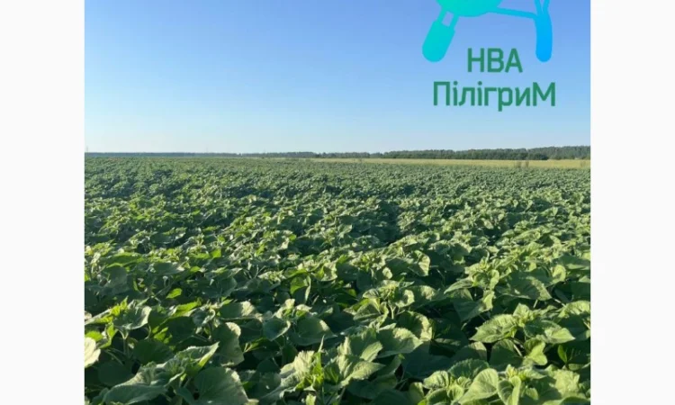 Семена соняшника "Флокс" 50 гр – високоякісний гібрид для успішного вирощування - фото № 5