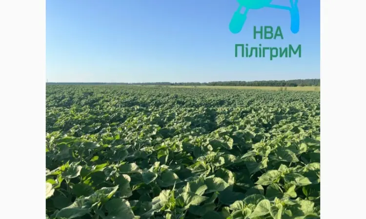 Семена подсолнечника "Флокс" 50 гр – устойчивый гибрид с высокими урожаями - фото № 5