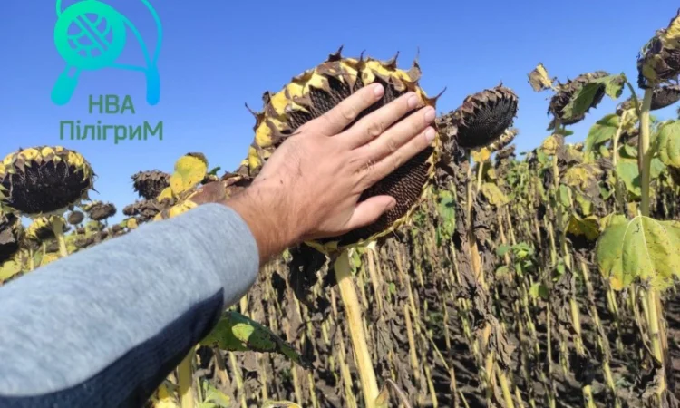 Семена соняшника "Флокс" 50 гр – високоякісний гібрид для успішного вирощування - фото № 6