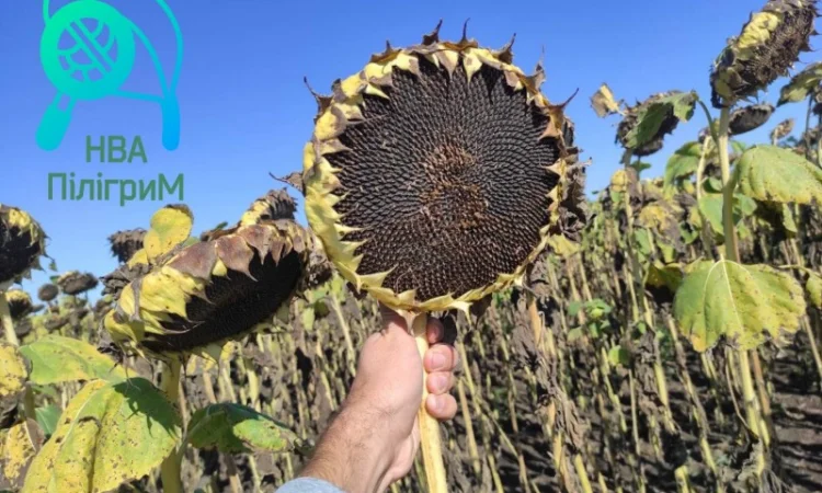 Семена соняшника "Флокс" 50 гр – високоякісний гібрид для успішного вирощування - фото № 7