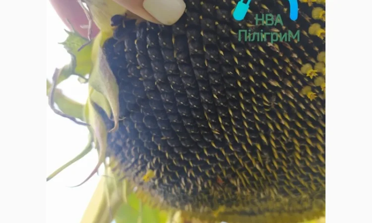 Семена соняшника "Флокс" 50 гр – високоякісний гібрид для успішного вирощування - фото № 9