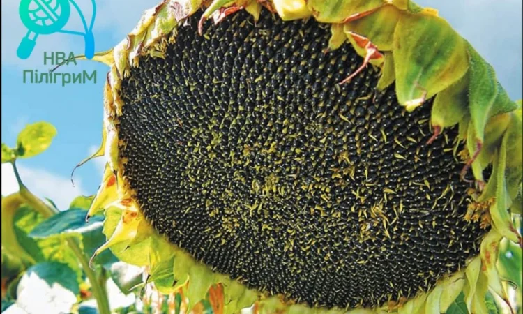Семена соняшника "Флокс" 50 гр – високоякісний гібрид для успішного вирощування - фото № 10