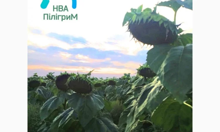 Семена соняшника "Флокс" 50 гр – високоякісний гібрид для успішного вирощування - фото № 11