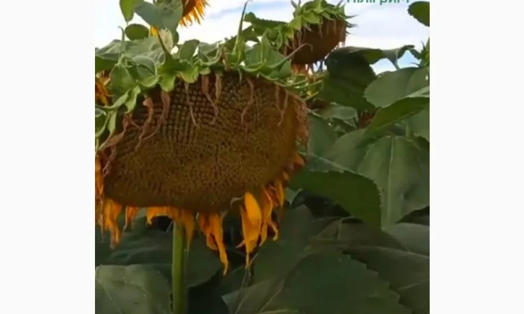 Семена соняшника "Флокс" 50 гр – високоякісний гібрид для успішного вирощування - фото № 1