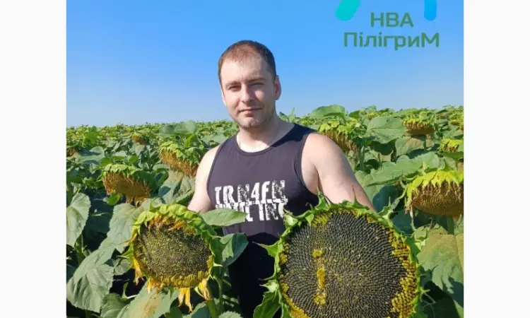 Семена подсолнечника "Флокс" 50 гр – устойчивый гибрид с высокими урожаями - фото № 2