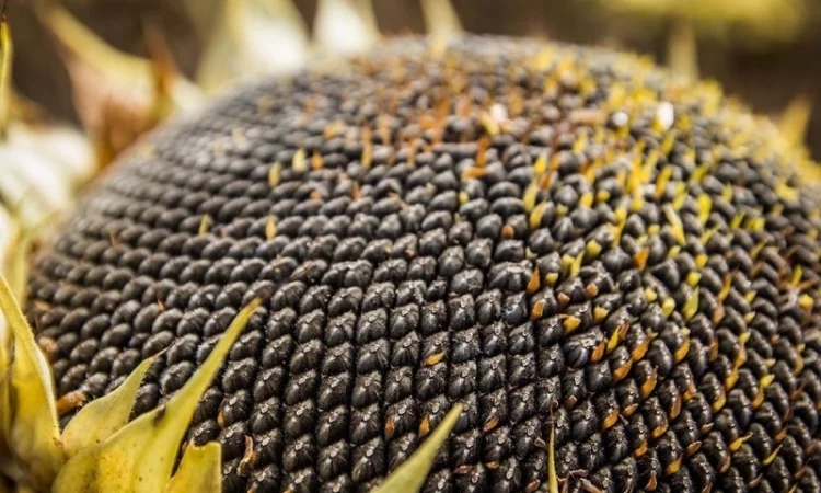 Семена соняшника Рона - високоякісні, стійкі до хвороб - фото № 1