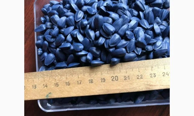 Семена соняшника Рона - високоякісні, стійкі до хвороб - фото № 2