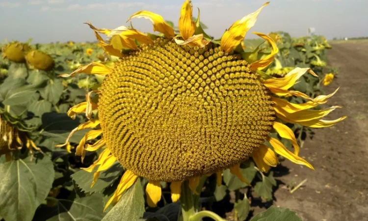 Насіння соняшника Бомонд 60 гр - гранстар - фото № 1