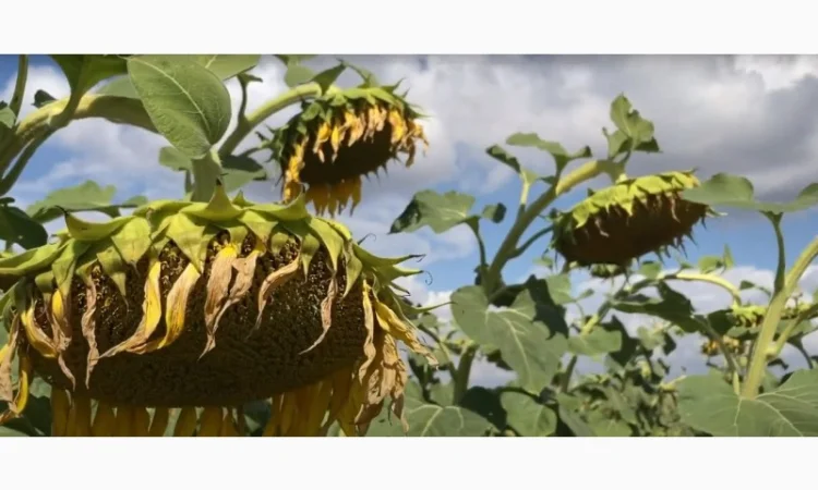 Насіння соняшнику Рекольд – стійкий до бур'янів, для складних умов - фото № 2