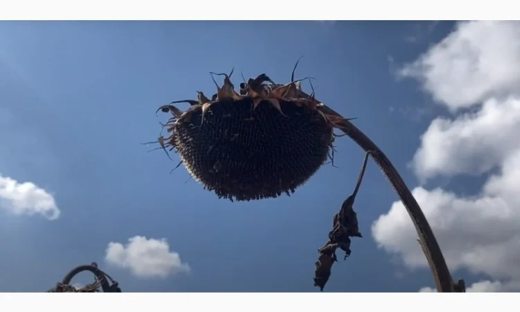 Насіння соняшнику Рекольд – стійкий до бур'янів, для складних умов - фото № 3