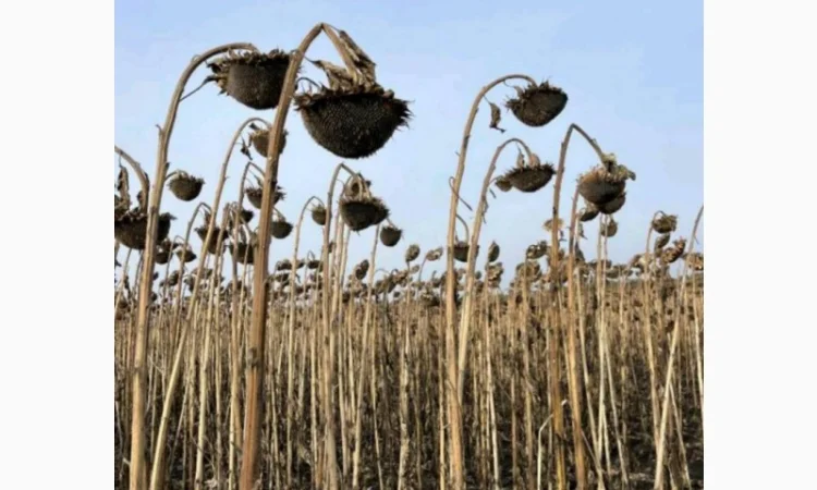 Насіння соняшнику Рекольд – стійкий до бур'янів, для складних умов - фото № 4