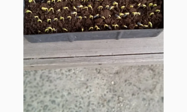 Насіння соняшнику Рекольд – стійкий до бур'янів, для складних умов - фото № 7