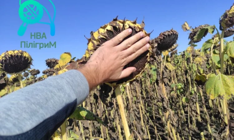 Лучший отечественный гибрид под гранстар "Флокс" - фото № 3