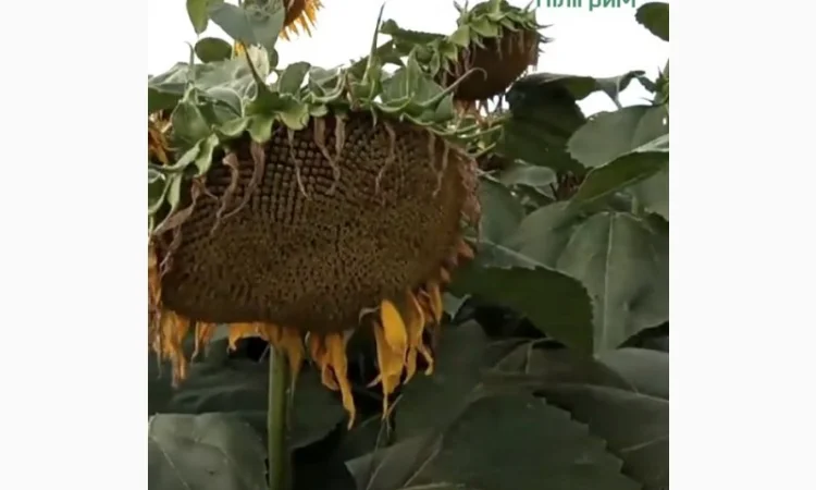 Лучший отечественный гибрид под гранстар "Флокс" - фото № 5