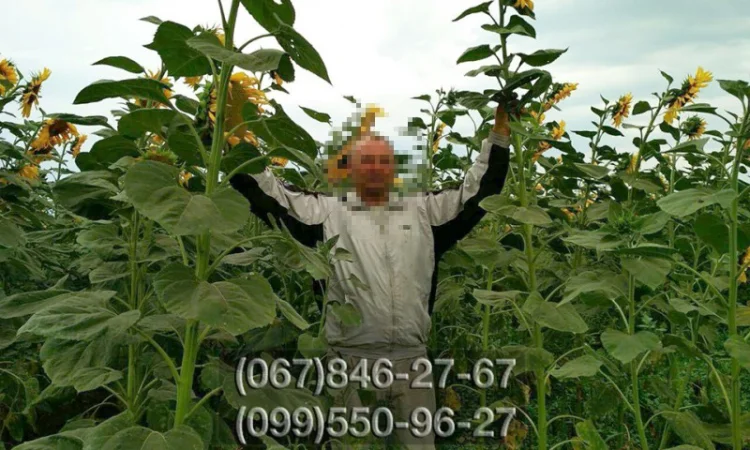 Семена кондитерского подсолнечника высокого качества - фото № 1