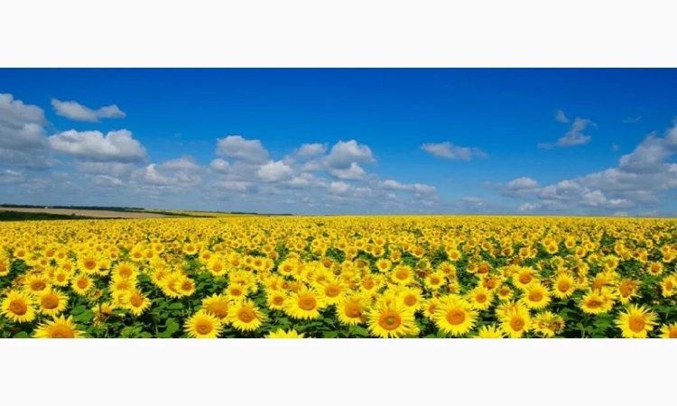 Закупаем подсолнечник Ф1 и Ф2 в Днепре - фото № 1