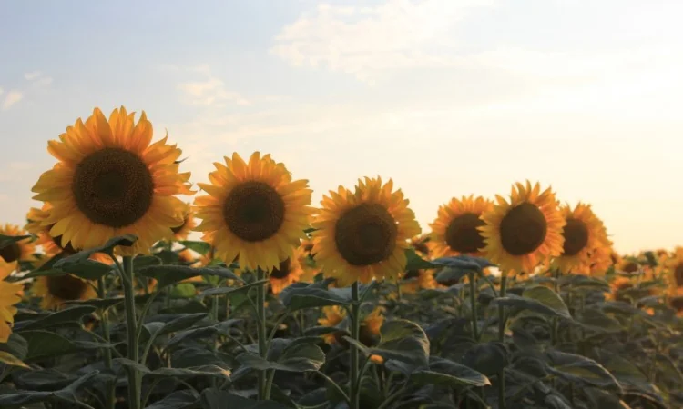 Продам соняшник 500 т, Херсонська обл - фото № 1