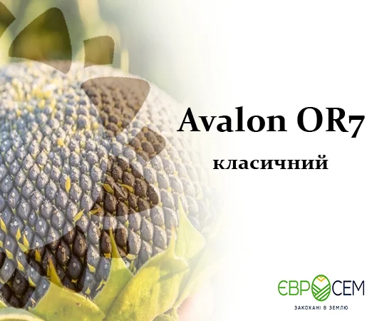 Насіння соняшника Авалон NS 6046 2023 рік - фото № 1