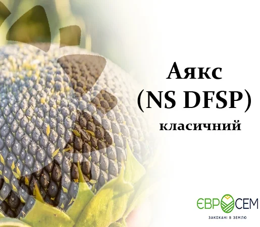 Насіння соняшника Аякс - фото № 1