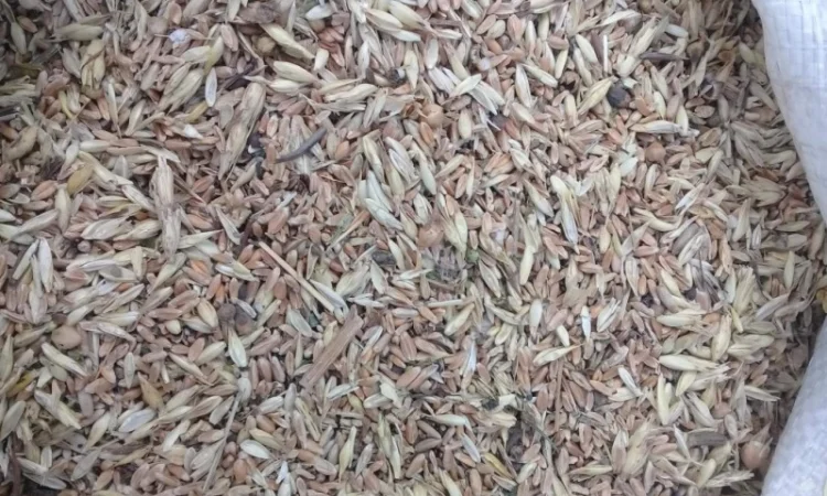 Закупка зерноотходов, некондиции - фото № 1