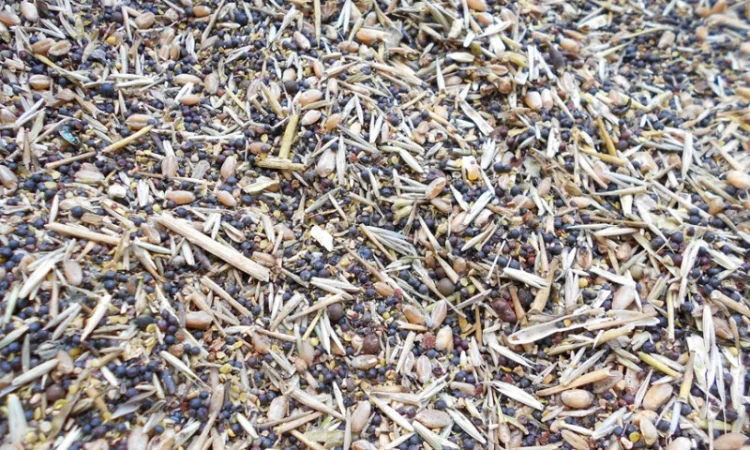 Зерноотходы, некондиция закупаем дорого - фото № 1