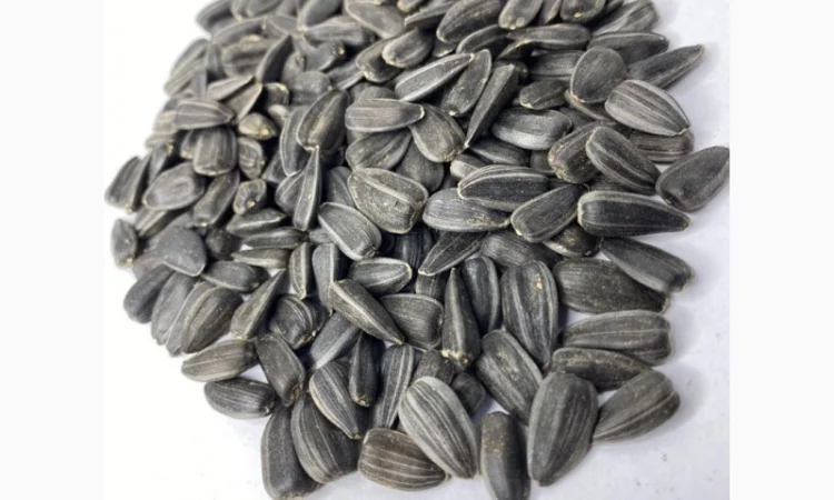 Продам соняшник кондитерський ДЖИН ЛАКОМКА - фото № 1