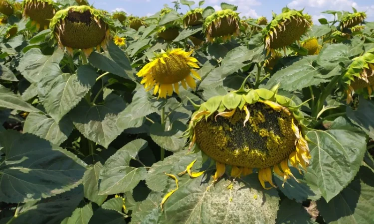 ЕС САКСОН 50ц/га Экстра фракция. Семена подсолнечника САКСОН Экстра A-G - фото № 1