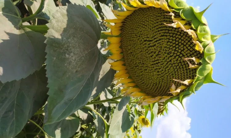 ЕС САКСОН 50ц/га Экстра фракция. Семена подсолнечника САКСОН Экстра A-G - фото № 2