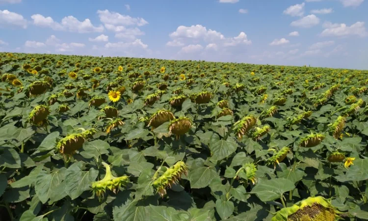 ЕС САКСОН 50ц/га Экстра фракция. Семена подсолнечника САКСОН Экстра A-G - фото № 3