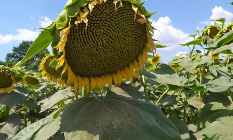 ЕС САКСОН 50ц/га Экстра фракция. Семена подсолнечника САКСОН Экстра A-G - фото № 4