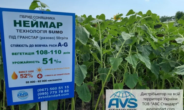 Семена подсолнечника Неймар A-G. Гибрид подсолнечника Неймар 43ц/га - фото № 2