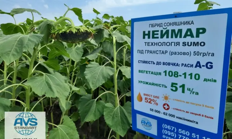 Семена подсолнечника Неймар A-G. Гибрид подсолнечника Неймар 43ц/га - фото № 3