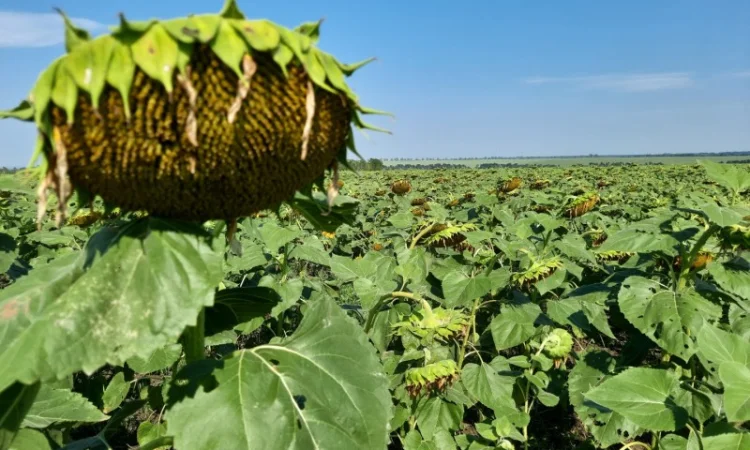 Семена сумо ЕС Саксон под Гранстар. Гибрид Саксон устойчив к расам заразихи A-G+. Стандарт - фото № 2