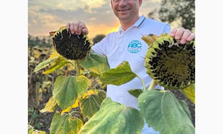 Соняшник під гранстар ДОЛАР. Високоврожайний гібрид ДОЛАР 55ц/га - фото № 3