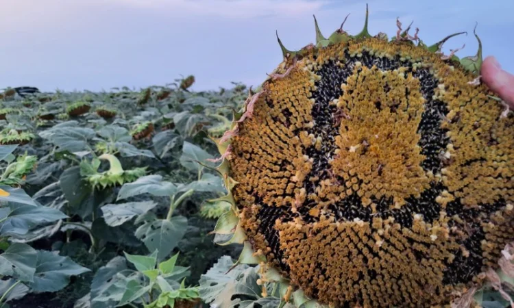 Соняшник під гранстар ДОЛАР. Високоврожайний гібрид ДОЛАР 55ц/га - фото № 2
