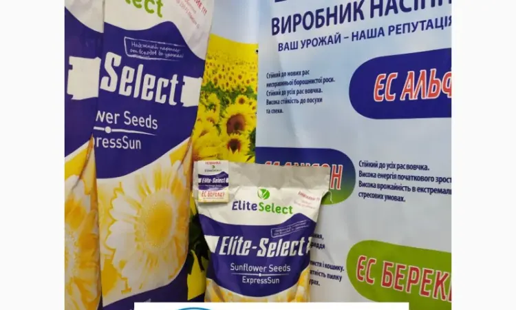 Подсолнечник под гербицид Гранстар Про Экспресс ЕС АЛЬФА. Засухоустойчивый гибрид ЕС Альфа - фото № 2