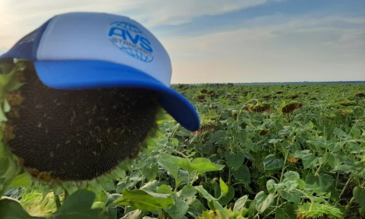 Подсолнечник под гербицид Гранстар Про Экспресс ЕС АЛЬФА. Засухоустойчивый гибрид ЕС Альфа - фото № 1