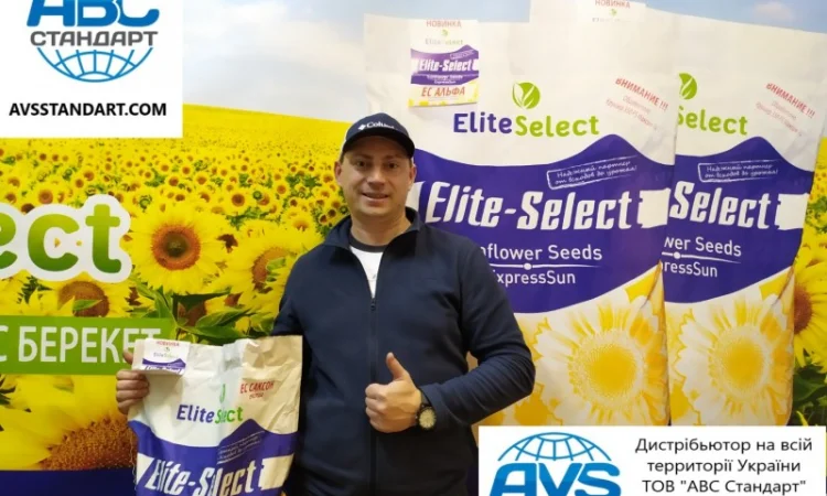 Гибрид подсолнечника ЕС Саксон - высокая урожайность 42 ц/га - фото № 4