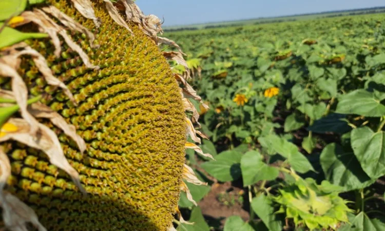 Гибрид подсолнечника ЕС Саксон - высокая урожайность 42 ц/га - фото № 1