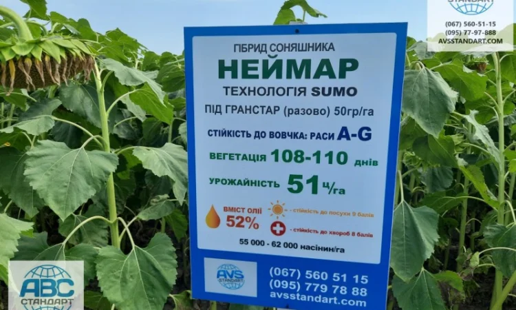 Неймар Плюс под гранстар. Подсолнечник Неймар Плюс 50ц/га - фото № 3